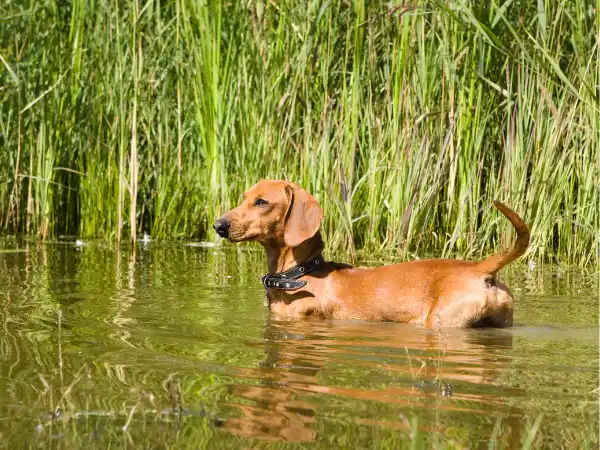Teckel (dachshund).
