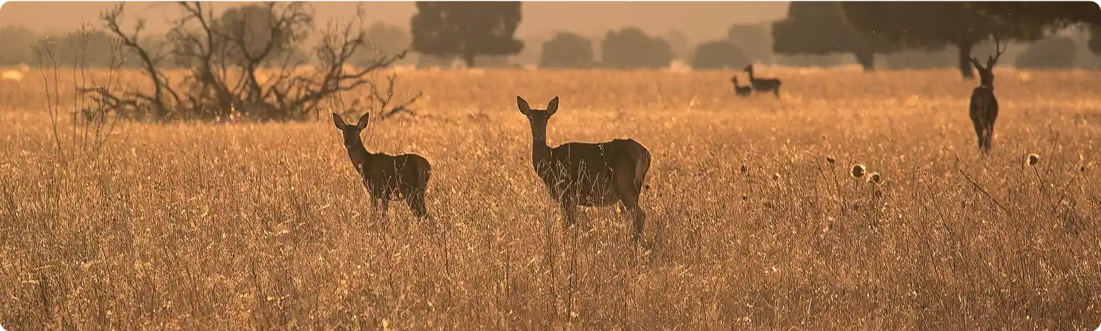 Ciervos en el campo, ejemplares de caza mayor en .