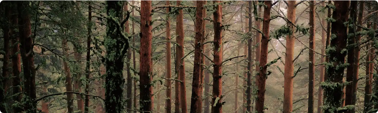 Bosque denso que sirve de hábitat para la fauna cinegética.