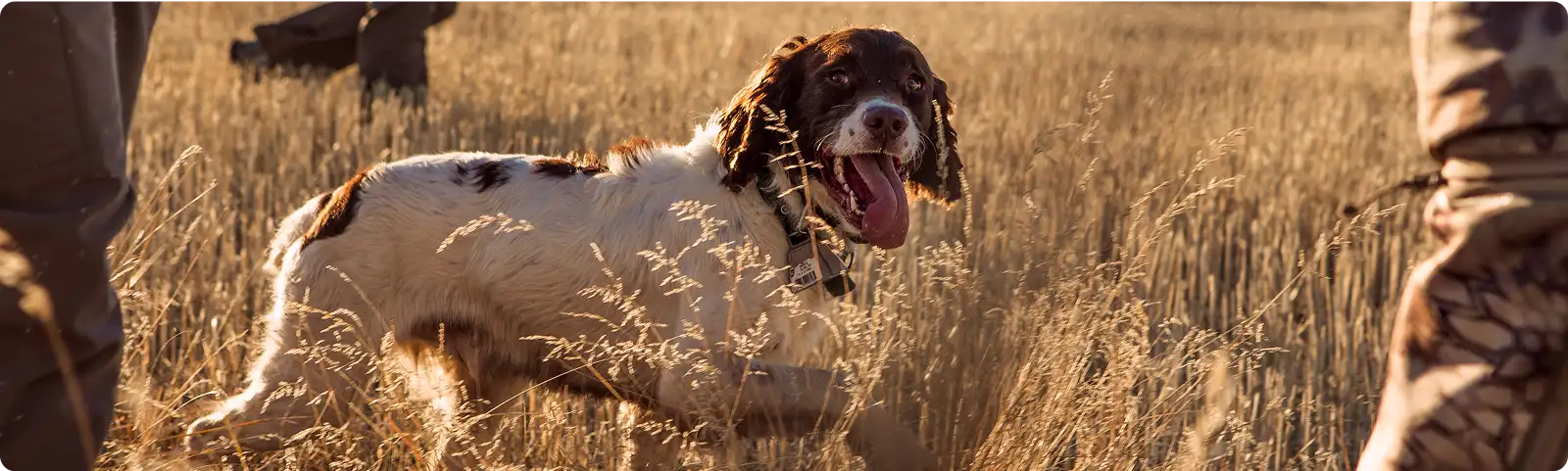 Perro de caza en el campo acompañando a cazadores durante la jornada.