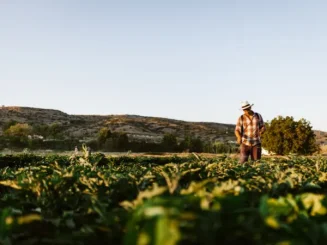 Agricultor a aplicar um dos tipos de adubos orgânicos aos seus cultivos.