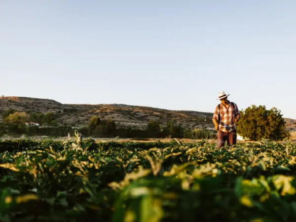 Agricultor a aplicar um dos tipos de adubos orgânicos aos seus cultivos.