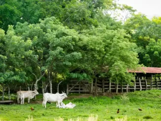 Finca rústica com uma família de vacas pastando.