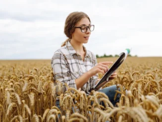 Jovem profissional analisa dados num campo de trigo, representando o novo talento no setor agrícola.