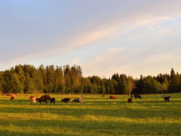 Vacas pastando no campo.